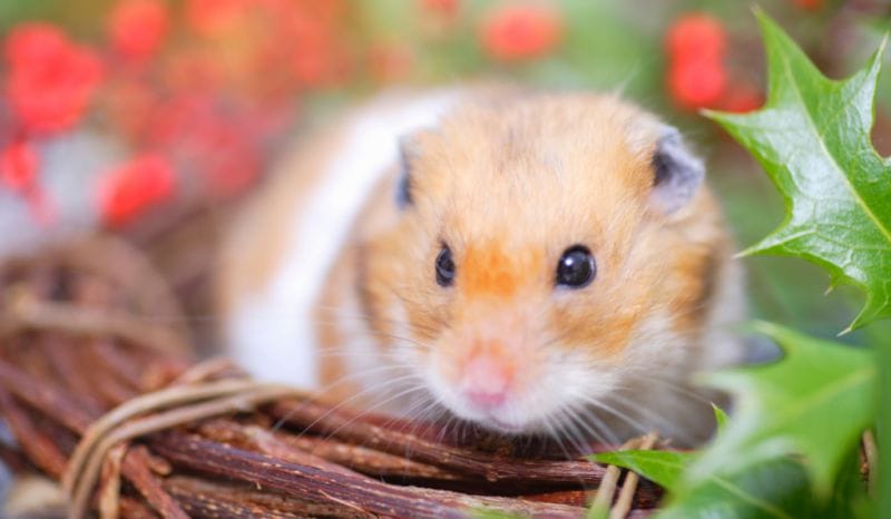 Can Hamsters Eat Lemongrass? A Detailed Guide to Safe Herb Consumption