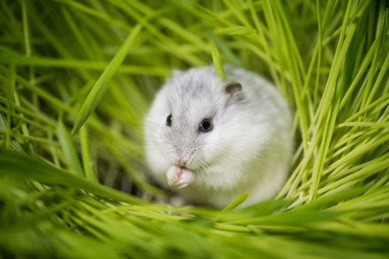 How much Lemongrass can you give a hamster?