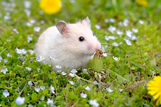 Can hamster eat Marigold?