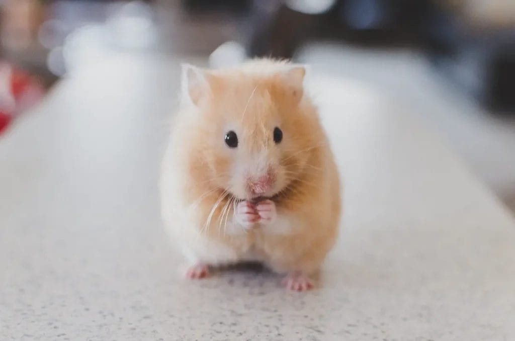 Benefits of feeding Marigold to hamster