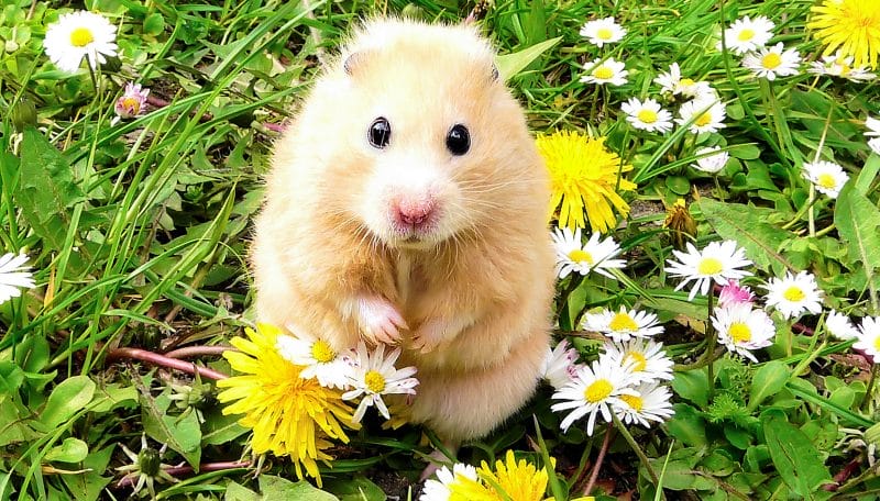 How much Marigold can you give a hamster?