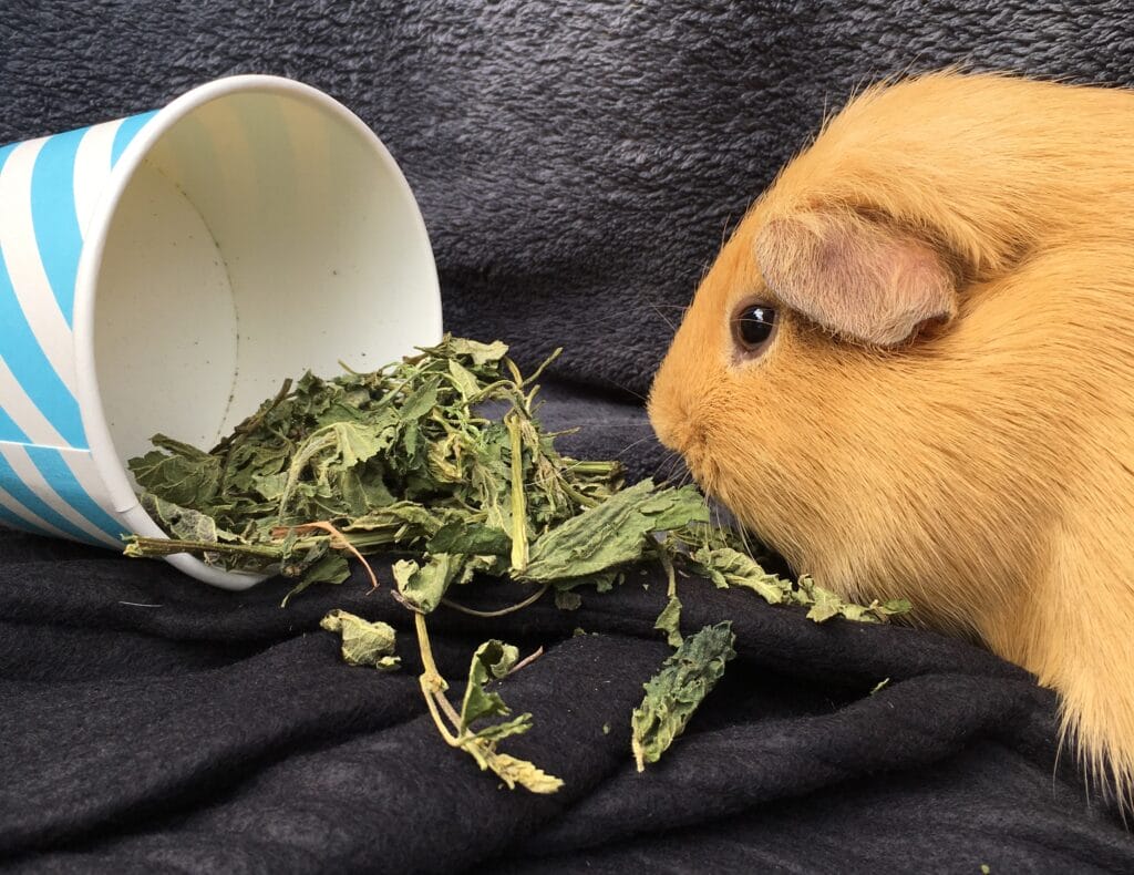 How Much Nettle Can You Give a Hamster?