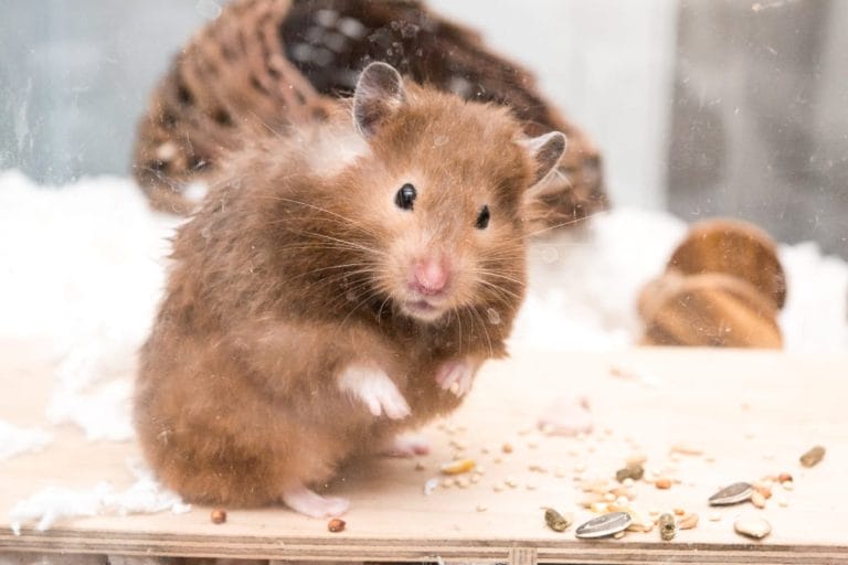 Can Hamsters Eat Nettles? A Healthy Treat or a Hidden Danger for Hamsters?