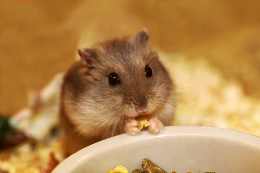 Benefits of Feeding Peppermint to Hamsters