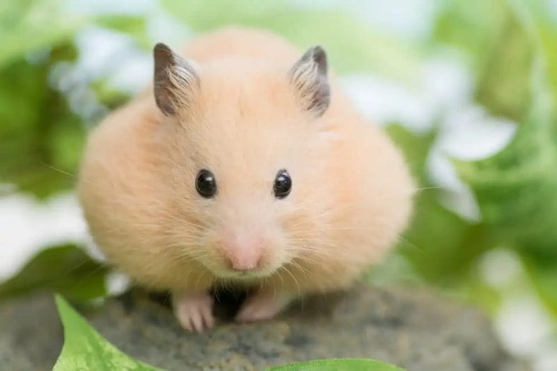 How Much Plantain Can You Give a Hamster?