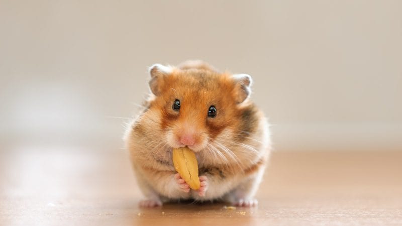 Can Hamsters Eat Plantain?
