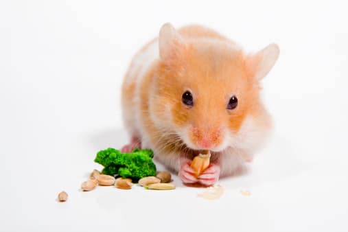 Benefits of Feeding Plantain to Hamsters