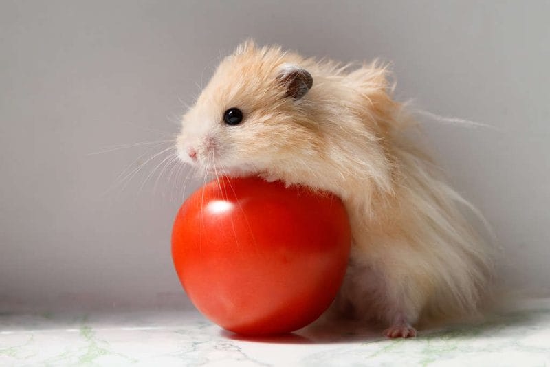 Can Hamsters Eat Tomatoes? Benefits, Risks and More