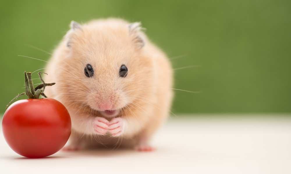 Risks of Feeding Tomatoes to Hamsters