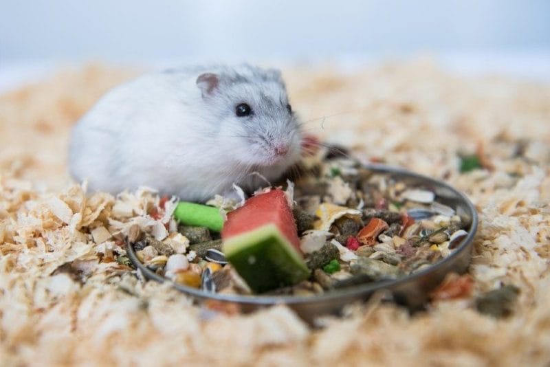 Can hamsters eat Watermelon?