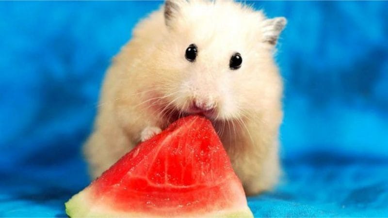 Compositions in Watermelon not good for hamsters