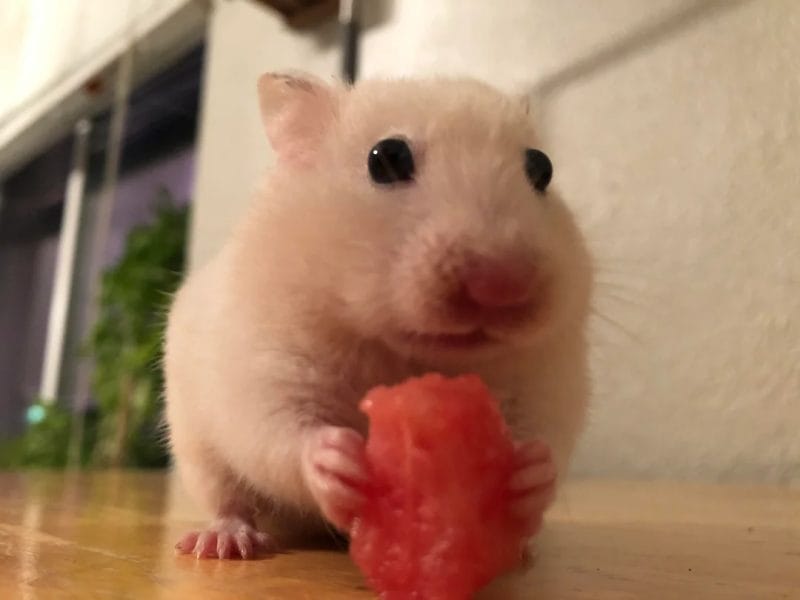 How much Watermelon can you give a hamster?