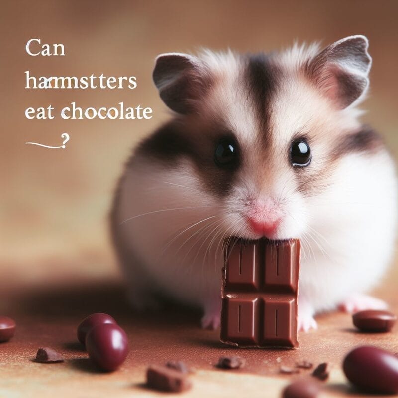Can Hamsters Eat Chocolate?