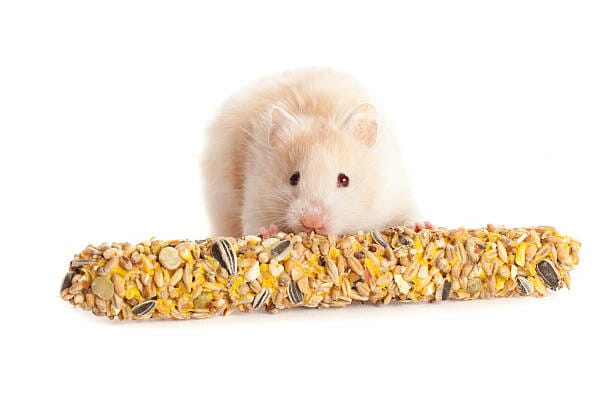 Risks of Feeding Cornflakes to Hamsters