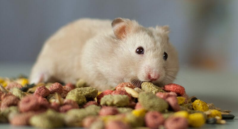 How Many Cornflakes Can You Give a Hamster?