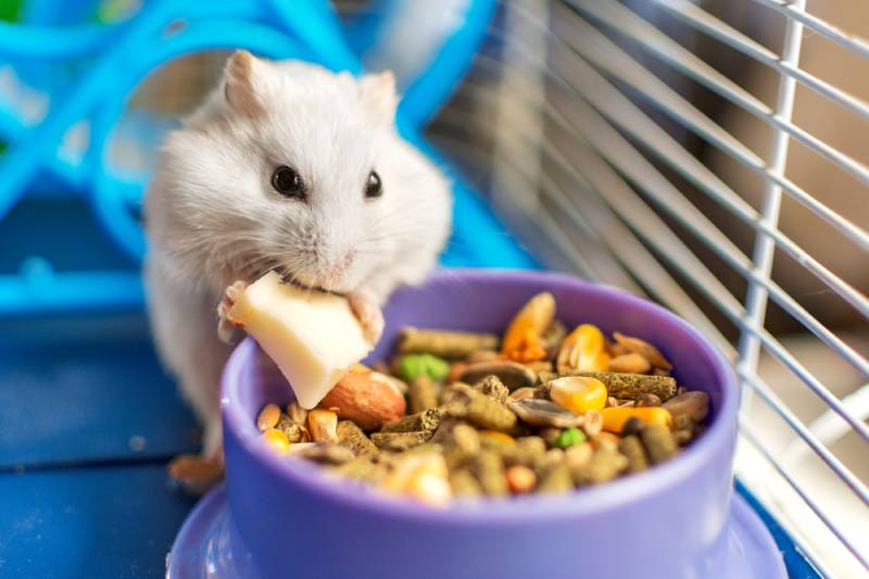 Can Hamsters Eat Rosemary? A Fragrant but Risky Herb for Hamsters