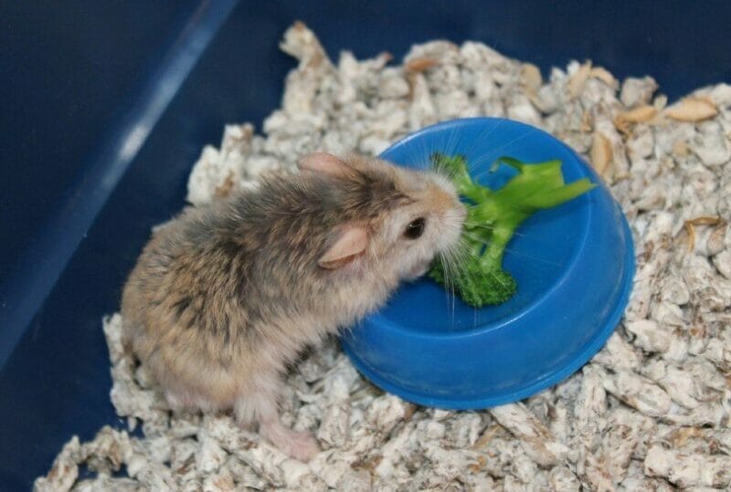 How Much Rosemary Can You Give a Hamster?