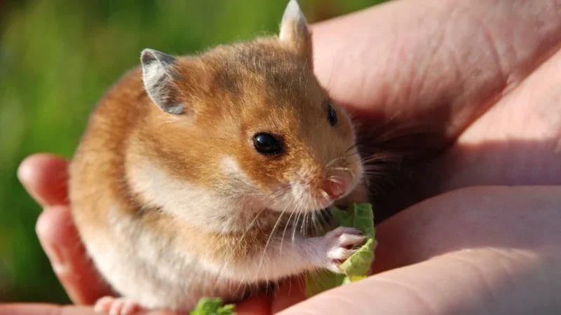 How Much Sage Can You Give a Hamster?
