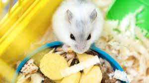 Can Hamsters Eat Shreddies? A Vet’s Advice to Feeding Your Furry Friend