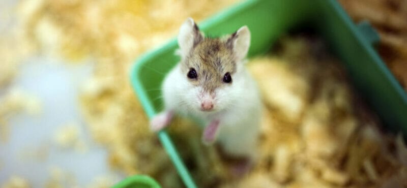 Risk of feeding Shreddies to hamster