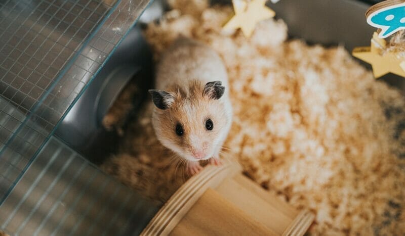 How much Shreddies can you give a hamster?