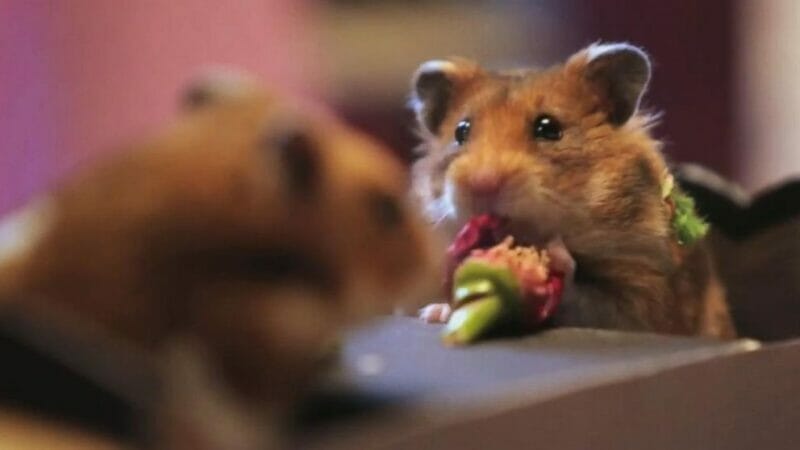 Can hamsters eat Tulip?
