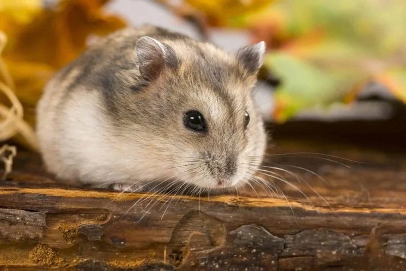 Can Hamsters Eat Watercress? A Healthy and Tasty Treat for Hamsters