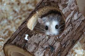 Can hamsters eat Wood Sorrel?