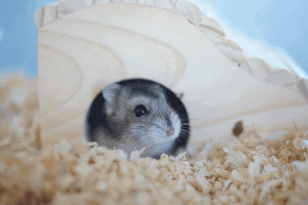 Benefits of feeding Wood Sorrel to hamster