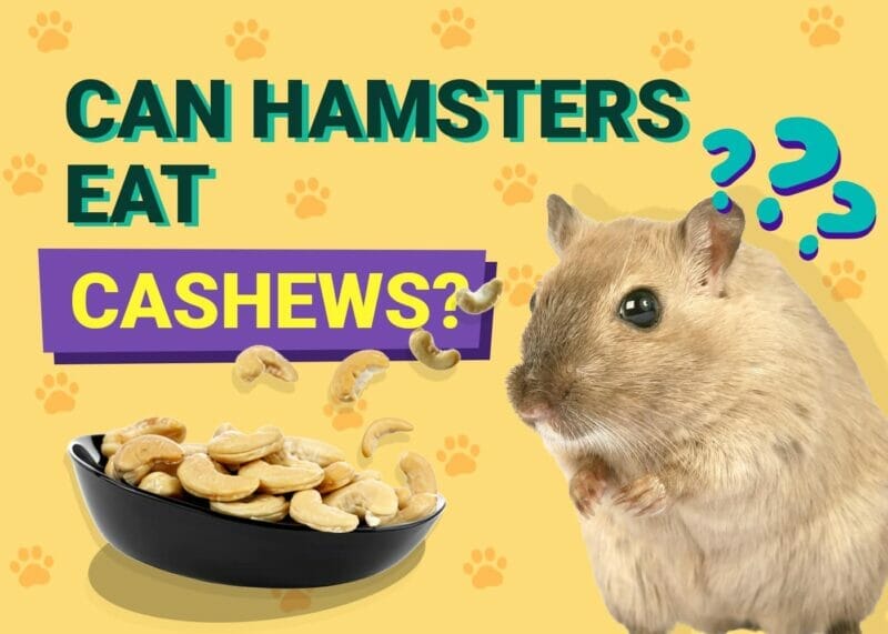 Can Hamsters Eat Cashews? A Healthy Treat or a Dangerous Snack?
