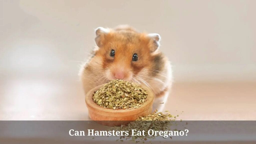 Risks of Feeding Oregano to Hamsters
