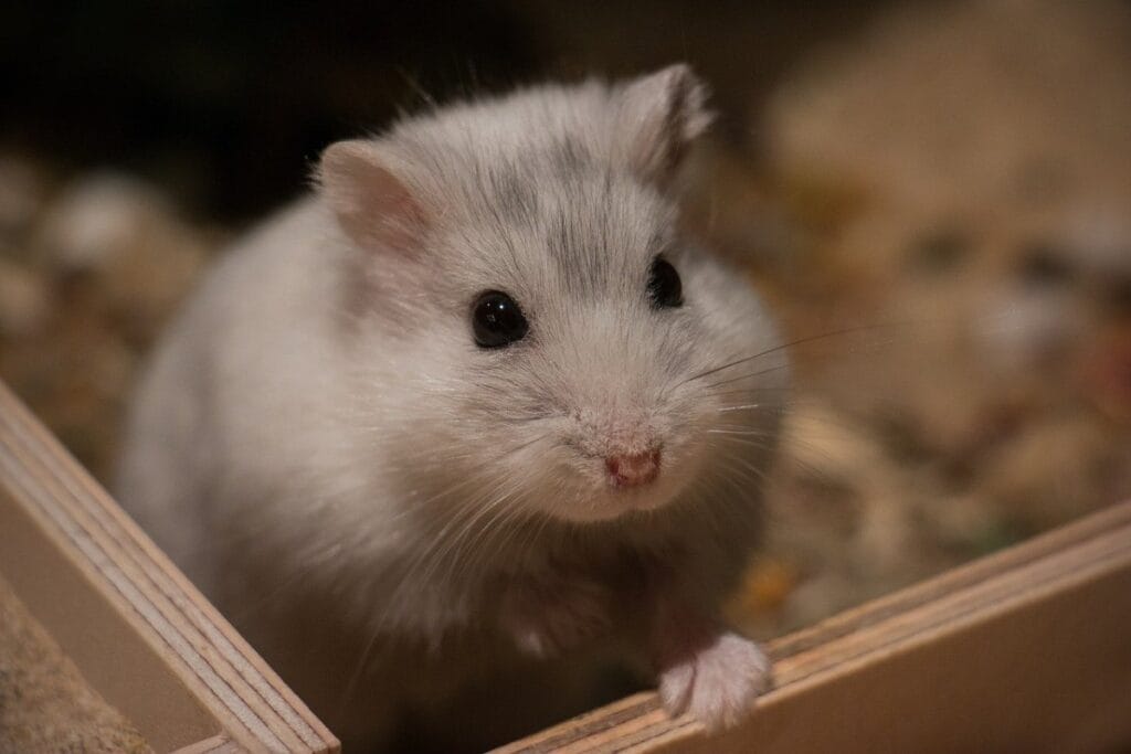 How Much Oregano Can You Give a Hamster?