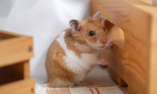 Can Hamsters Eat Oregano? The Truth Behind the Thymol