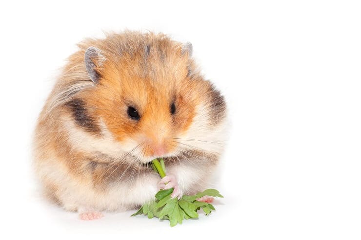 Risks of Feeding Parsley to Hamsters