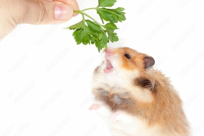 How Much Parsley Can You Give a Hamster?
