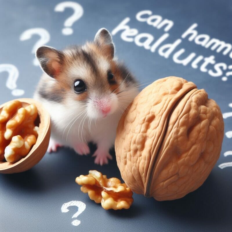 Can Hamsters Eat Walnuts? Safely Introducing Walnuts to Your Hamster's Diet