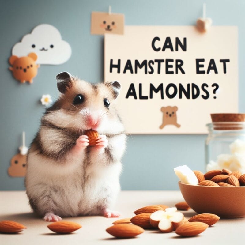 Can hamsters eat Almonds?