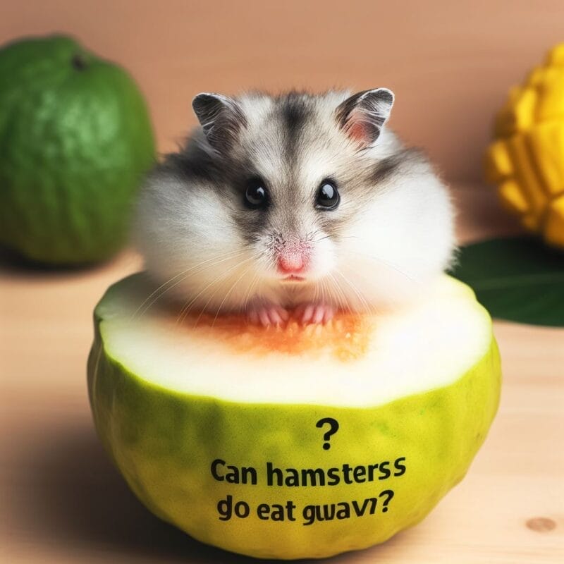 How much Guava can you give a hamster?