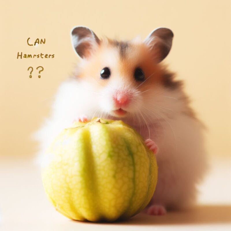 Can Hamsters Eat Jicama? 