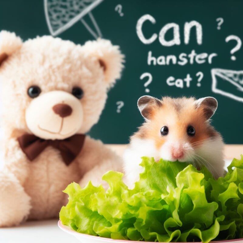 Can hamsters eat Lettuce?