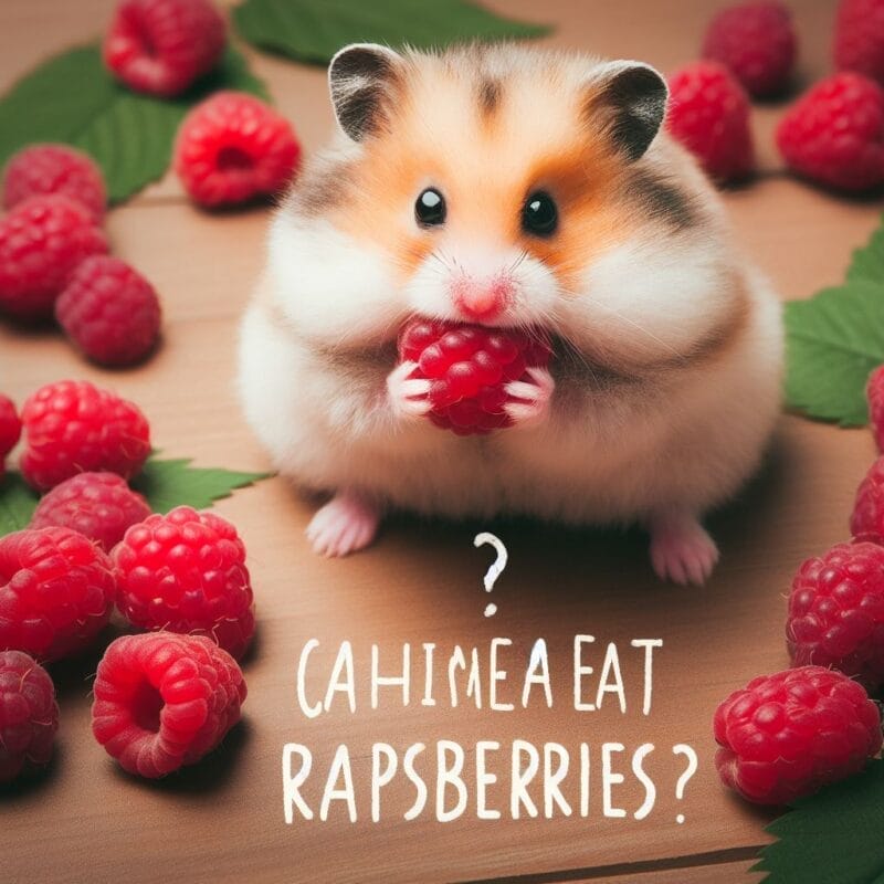 Can hamsters eat Raspberries?